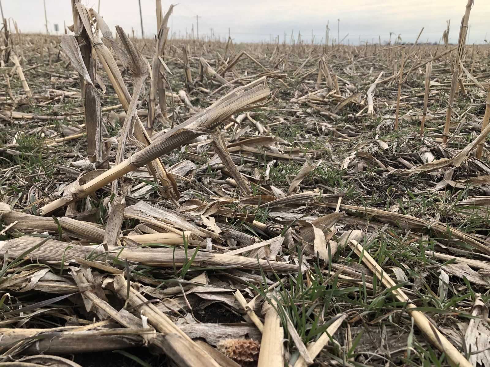 Cover Crop in Corn Residue