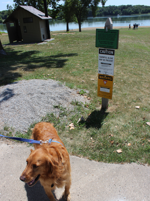 Dog with beach warning sign