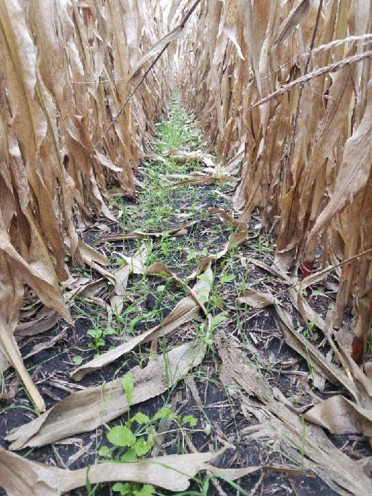 Field Days in November highlight cover crop benefits and risk management