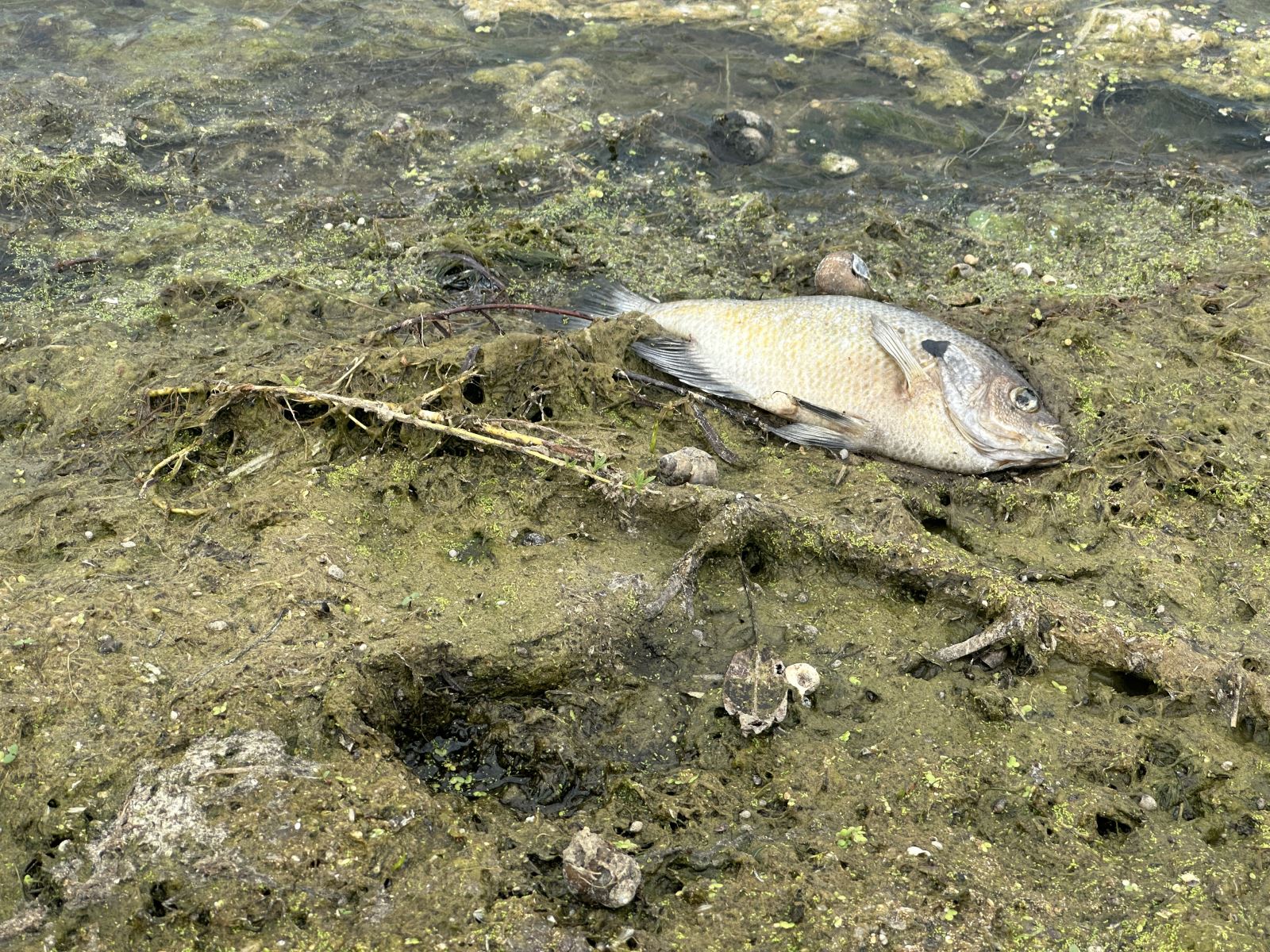 Dead fish laying in algae on shoreline