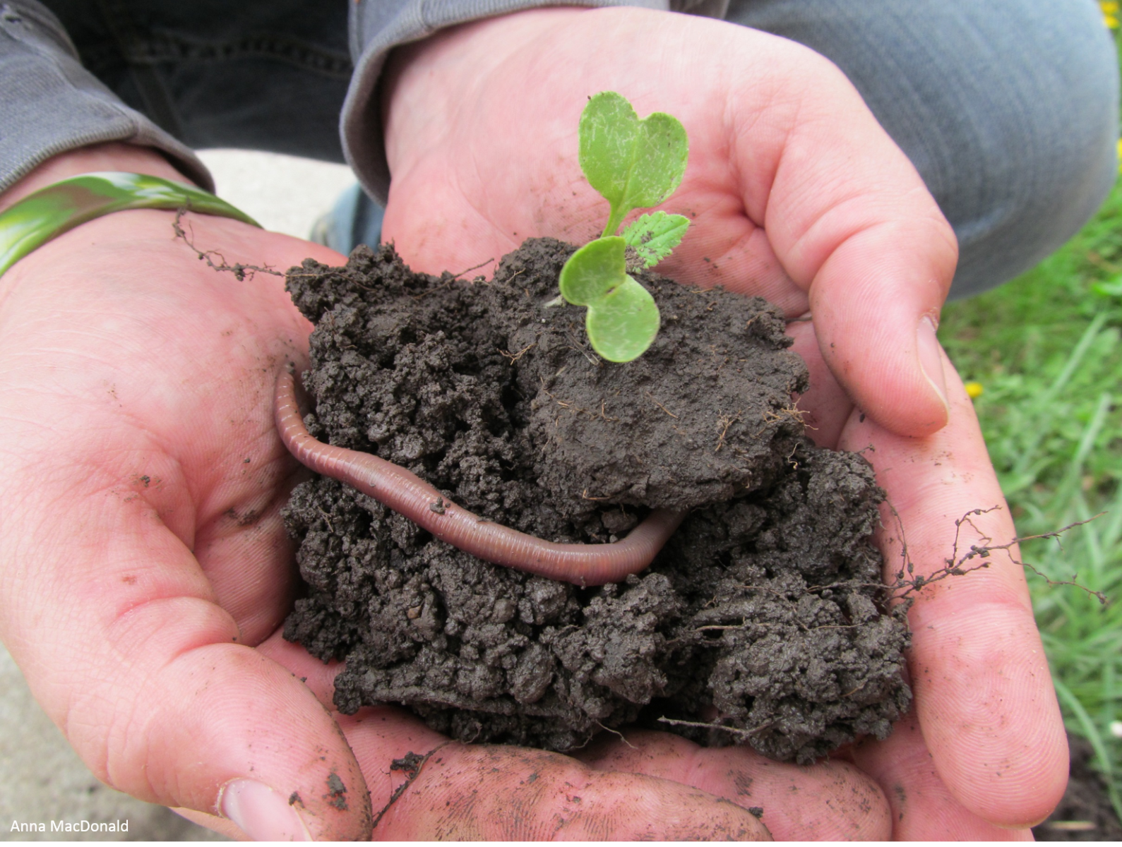 Healthy Soils are Full of Life: Celebrating Soil and Water Conservation Week