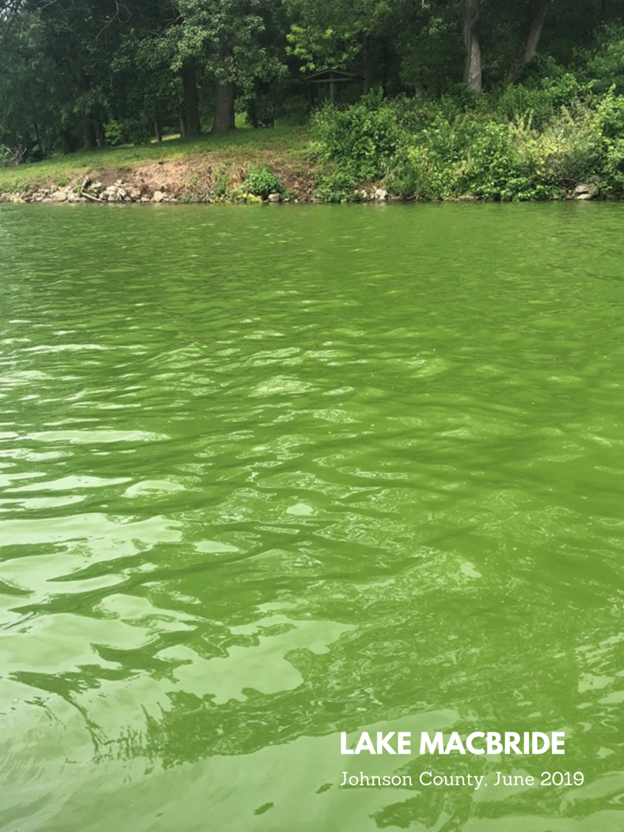 Lake MacBride algae bloom 2019