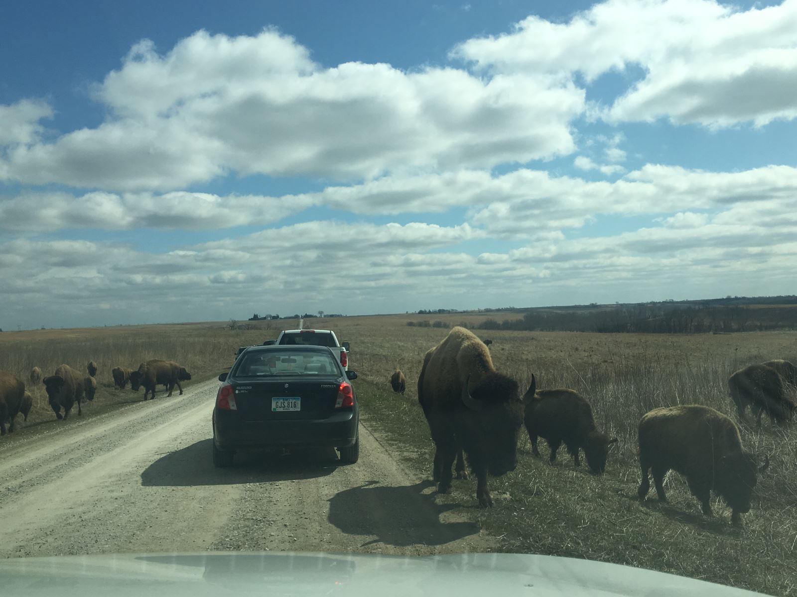 Buffaloes on the road at the Neal Smith Wildlife Refuge