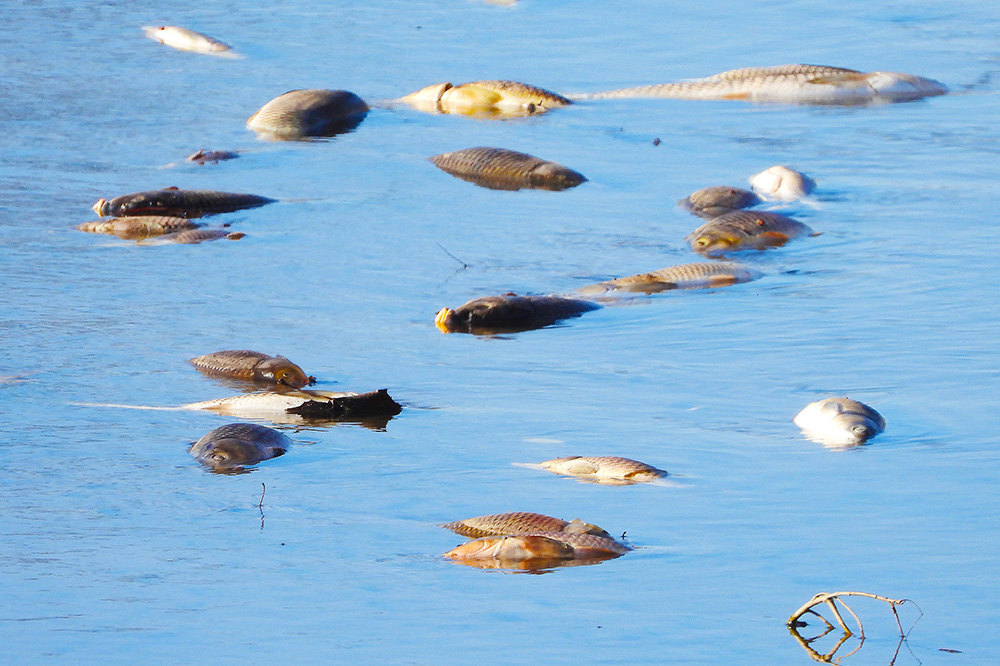 Dead fish float on surface of river