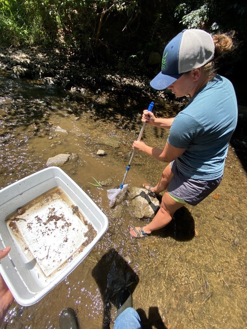 Collecting samples