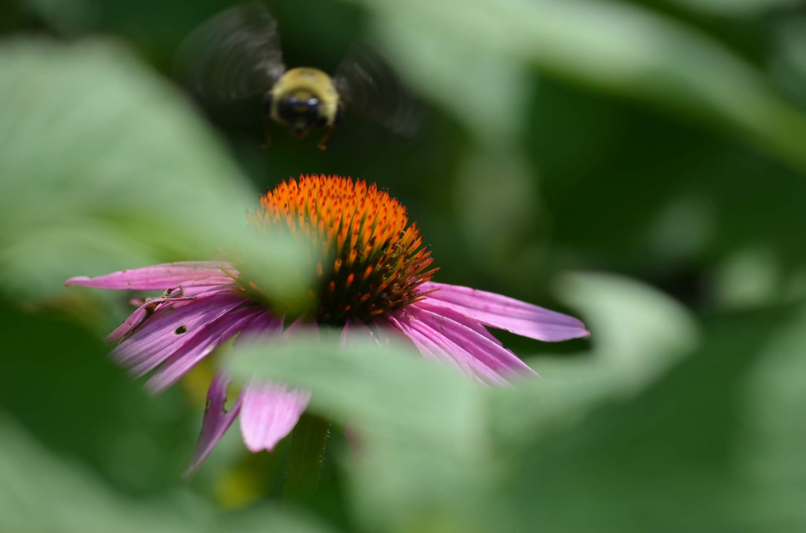 Bee and flower