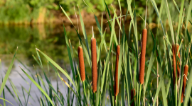 IEC Responds to Waters of the United States (WOTUS) Rulemaking