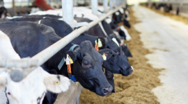 Addressing CAFO Pollution Through Enhanced Waste Management and Research Initiatives