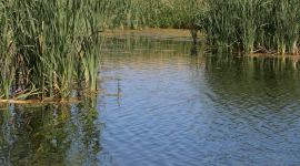 Clean Water, Sustainable Agriculture Groups Vow Continued Vigilance to Protect Wetlands After Victory in District Court