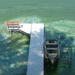 Blue-green algae bloom