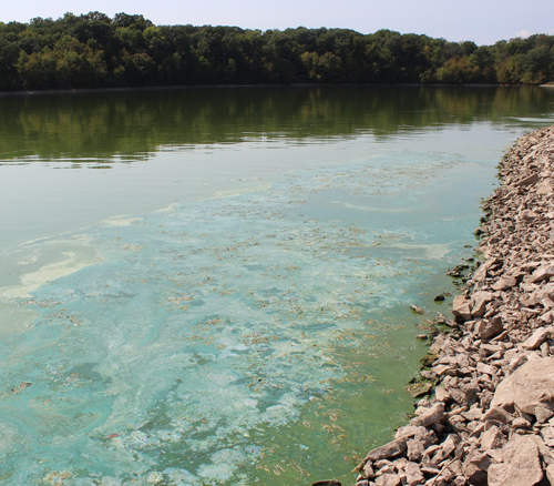 Algae blooms