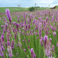 Iowa wildflowers