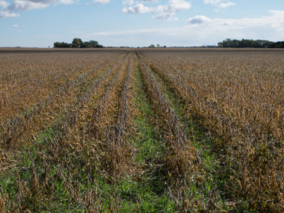 Cover crops