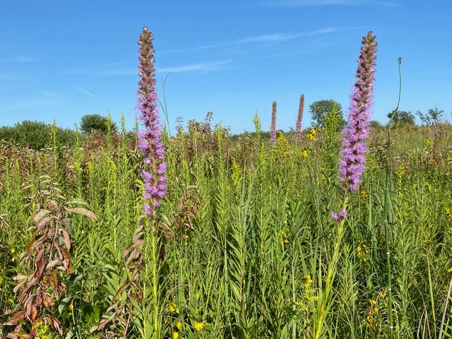 Fritz Prairie Blooms