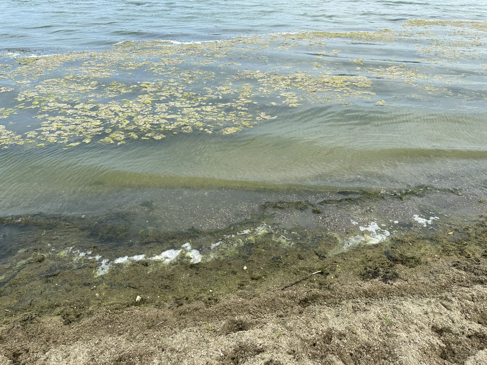 Brushy Creek Algae Bloom July 2023
