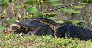 Python attacking alligator in Everglades