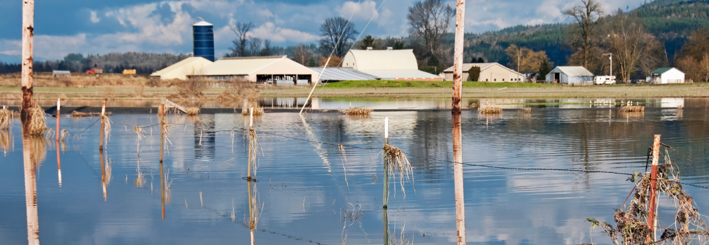 CAFOs