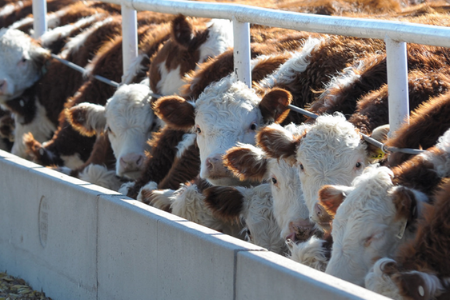 Cows in an open feedlot