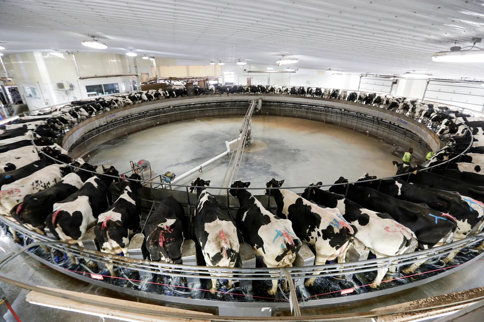 CAFO
