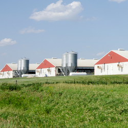 Three CAFO buildings in a field 