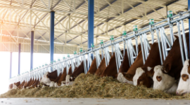 IEC, Sierra Club Continue Efforts to Stop Massive Supreme Beef CAFO