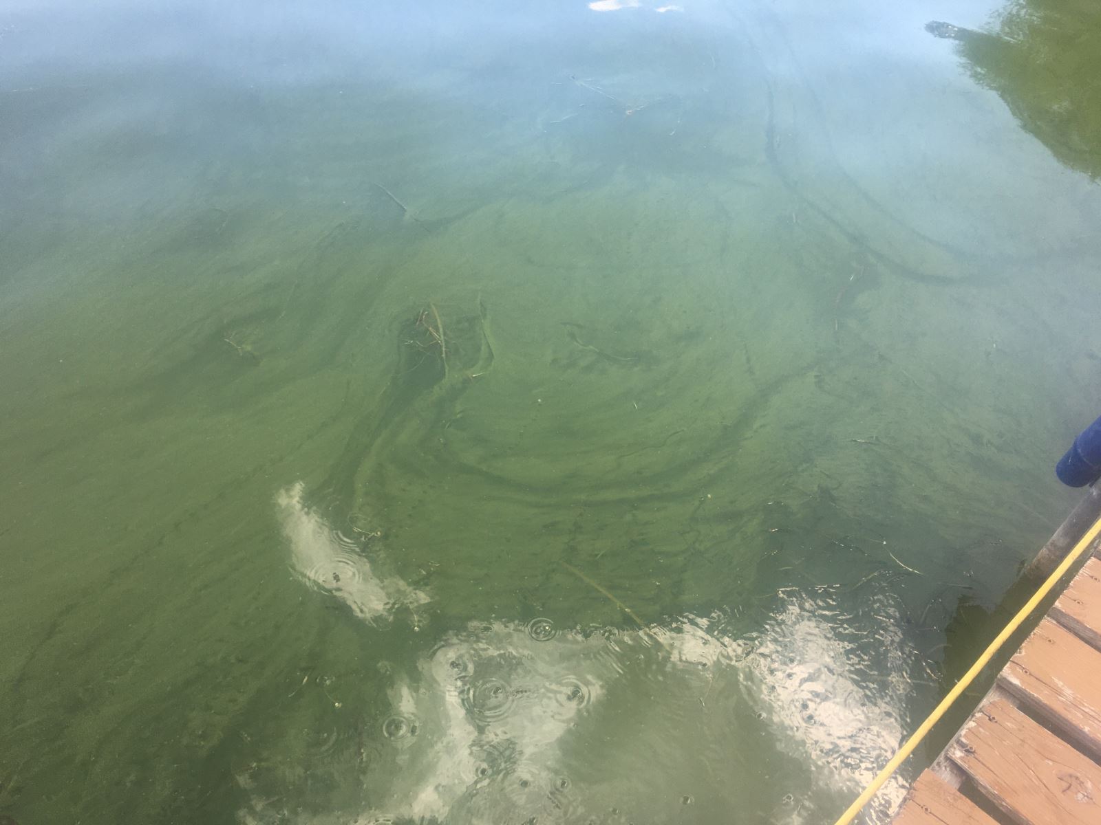 Green water, Clear Lake