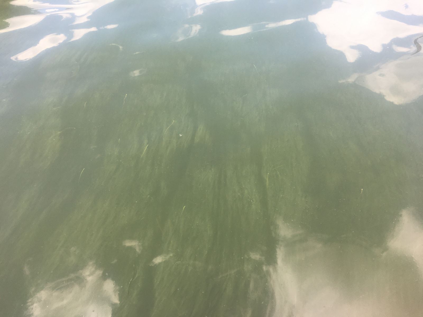 Green streaks, Clear Lake