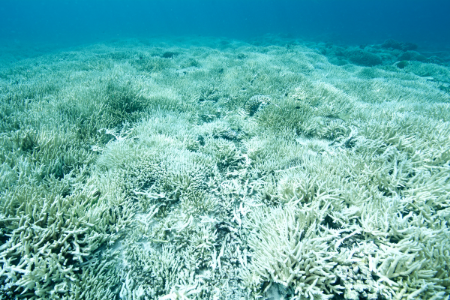 bleached coral - white stems on the sea floor with blue water behind and above