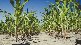 Corn on dry ground