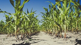 Tracking the Progress of Iowa's Nutrient Reduction “Strategy”