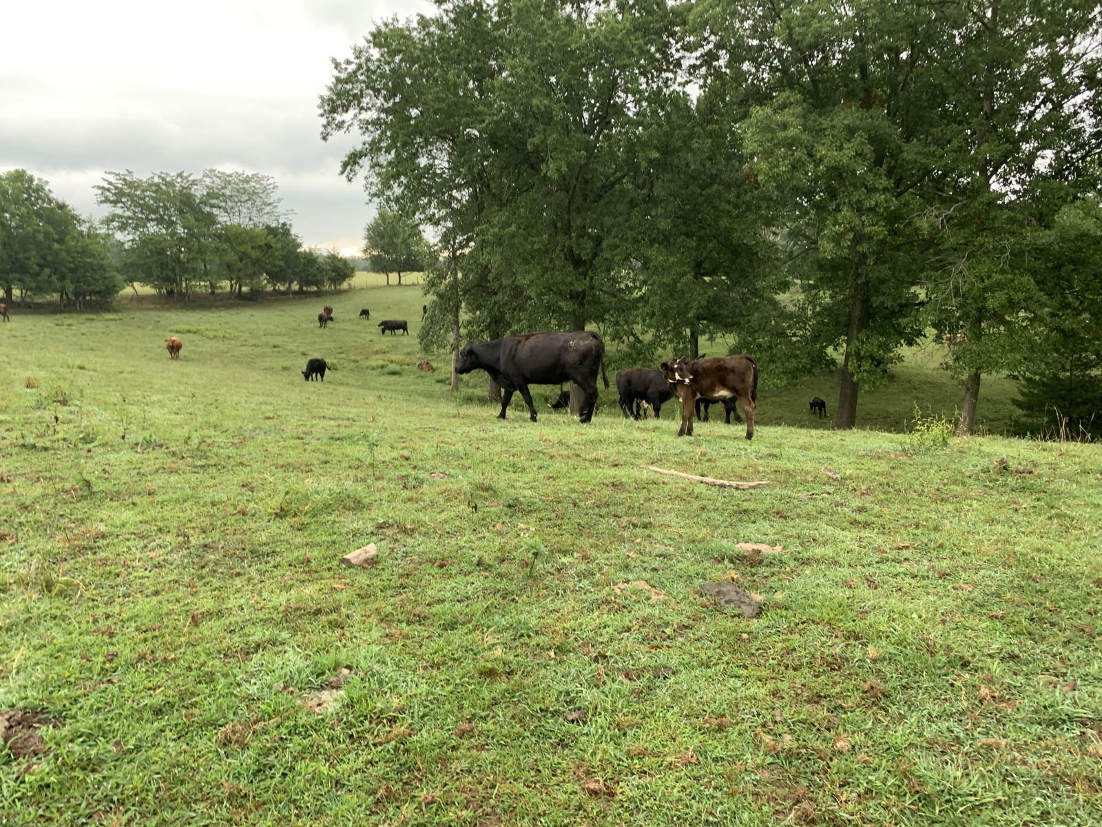 Cows at farm in Burlington