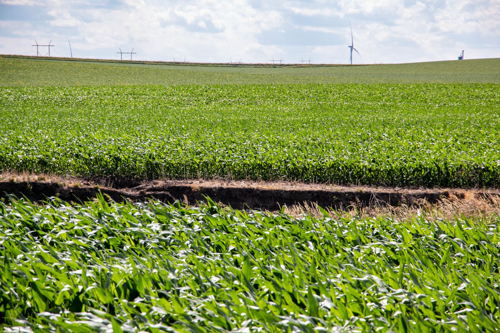 Crops planted to edge of stream