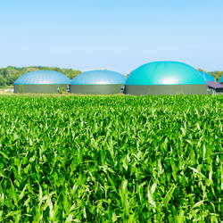 Digester next to a cornfield