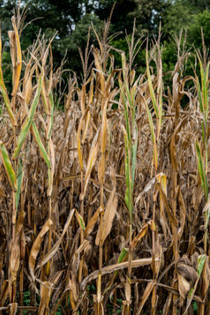 Dry corn with trees in background