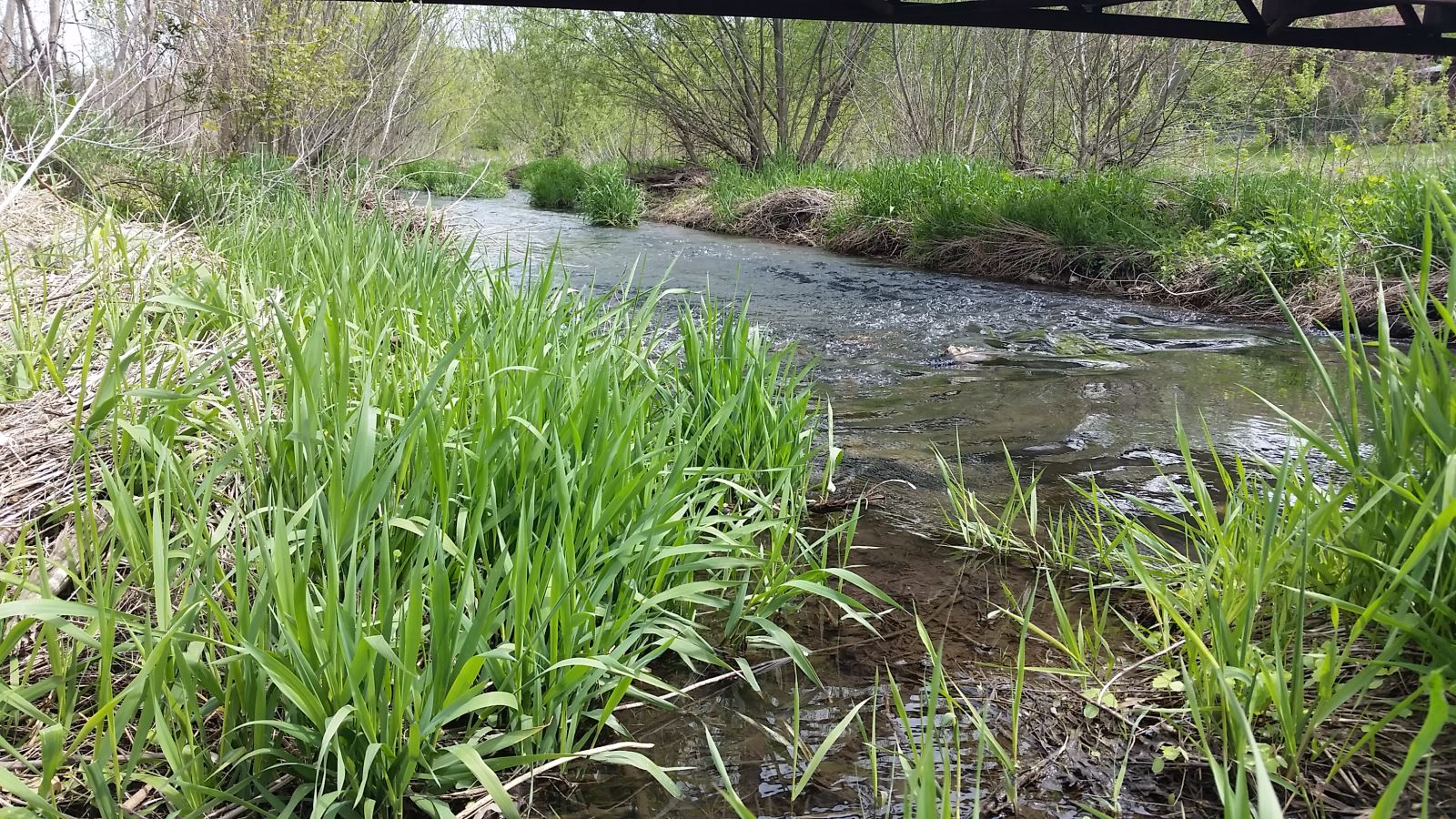 Watershed Success: A Look at Dry Run Creek