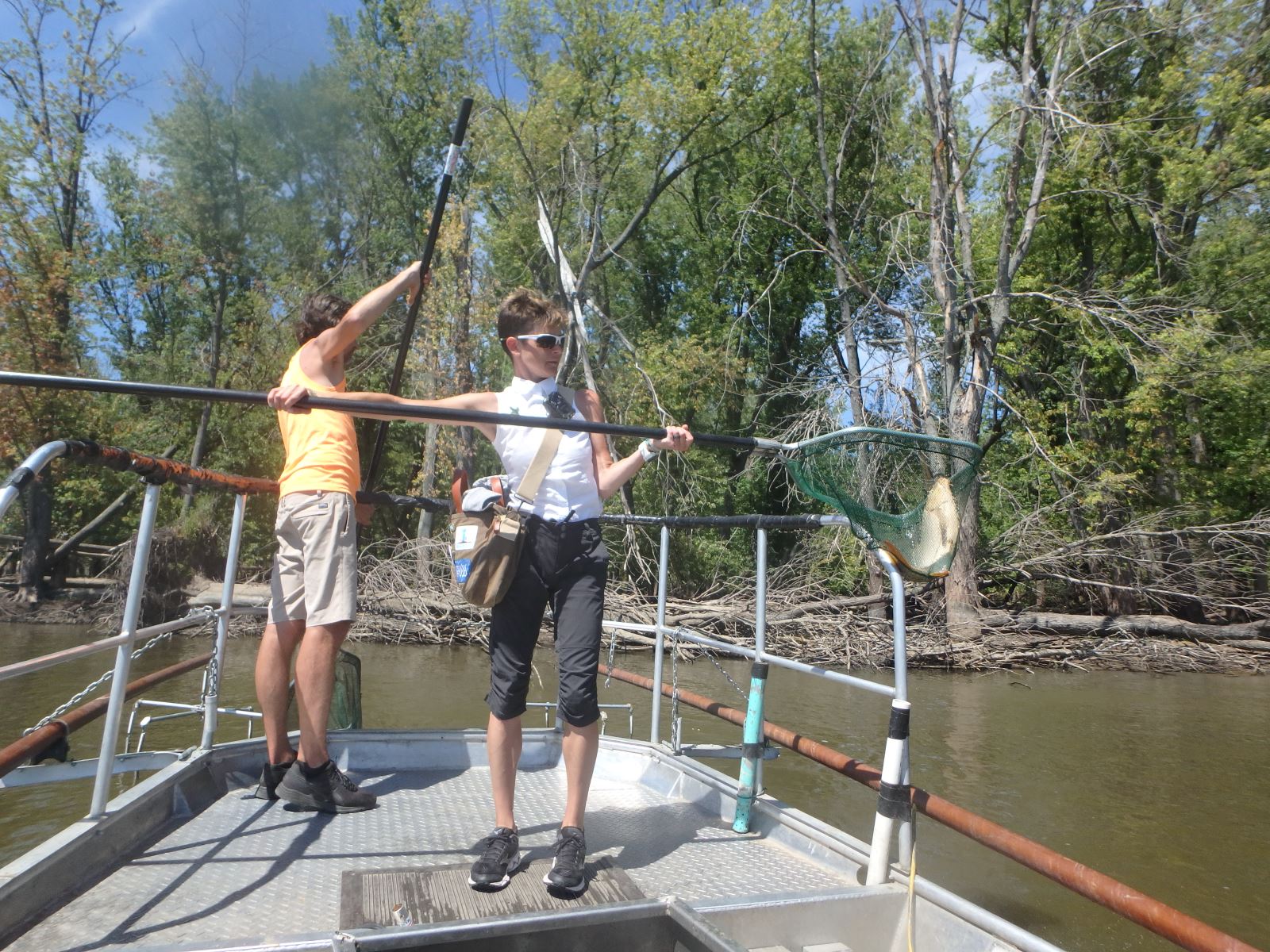 Electrofishing with the DNR in Guttenberg