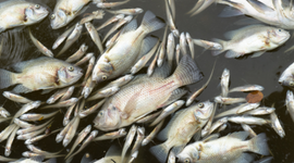 Iowa's Fish Kill Database and the Story Behind the Numbers