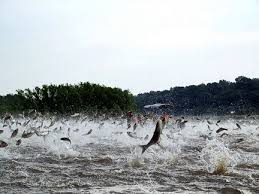 Flying silver carp