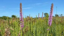 Saving the Prairie for Generations