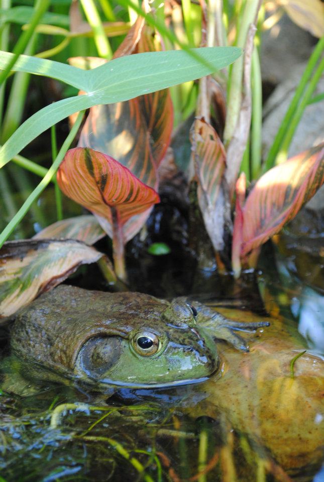 Happy frog