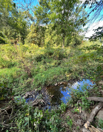 Hickory Creek - small stream flowing through trees and greenery