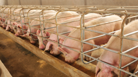 IEC and partners submit comments for stronger CAFO rules