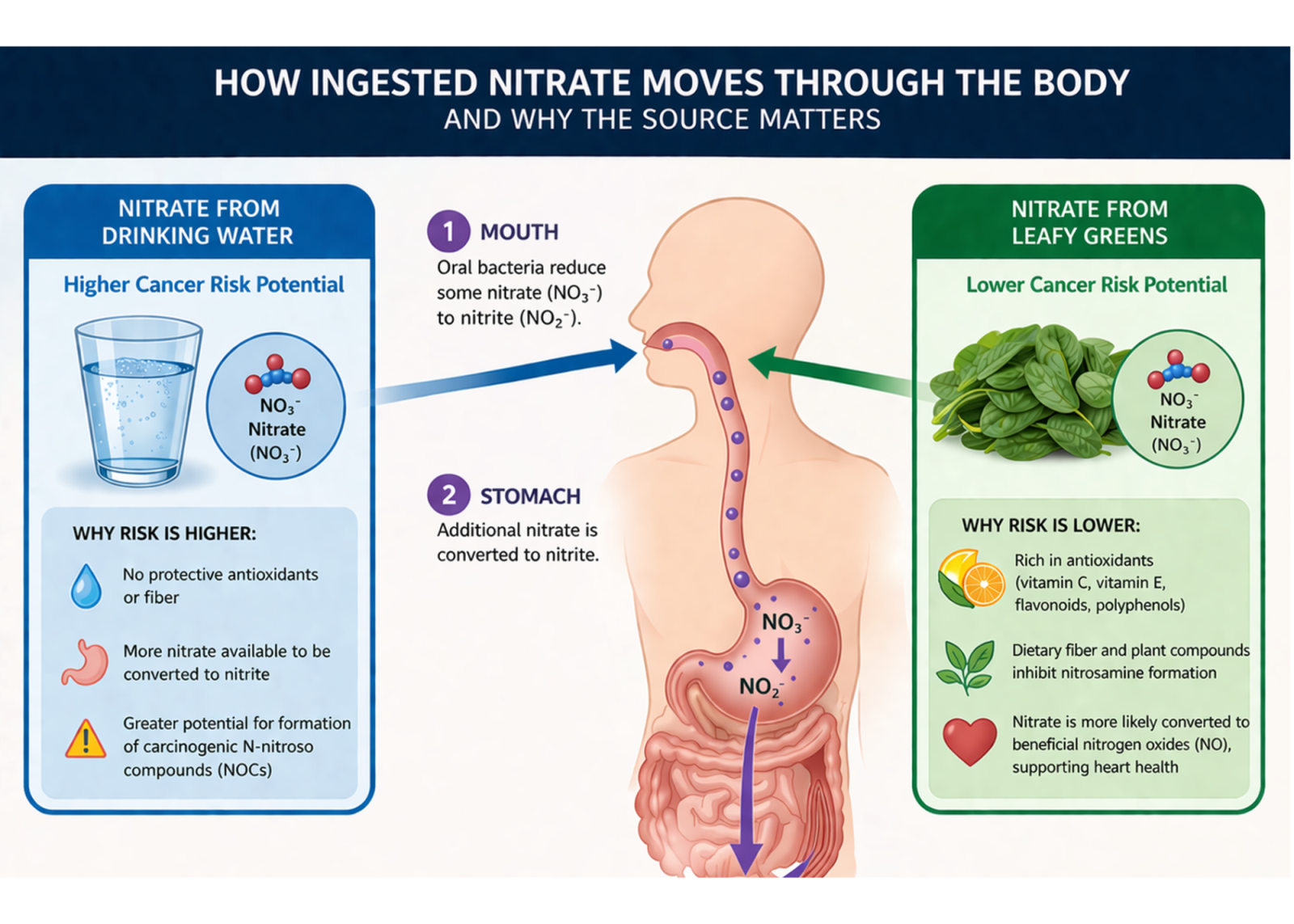 nitrate in the body