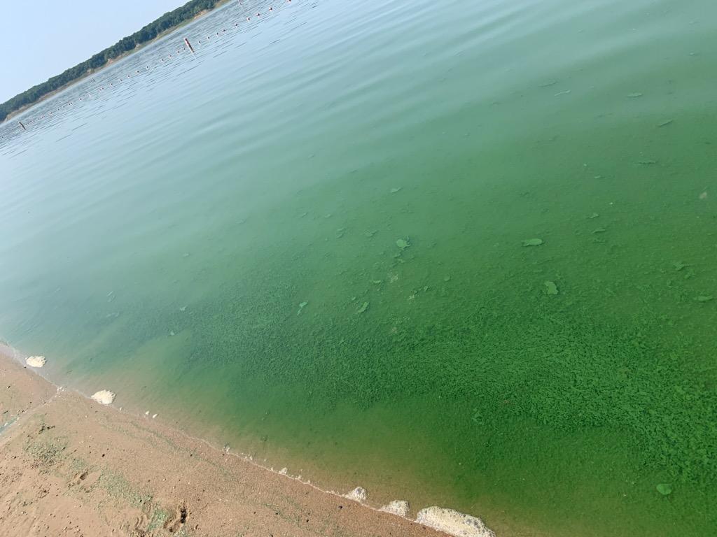 Saylorville Lake, Polk County algae 2020