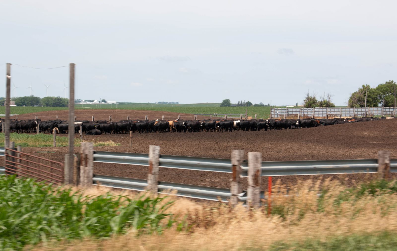 Cow lot in NW Iowa