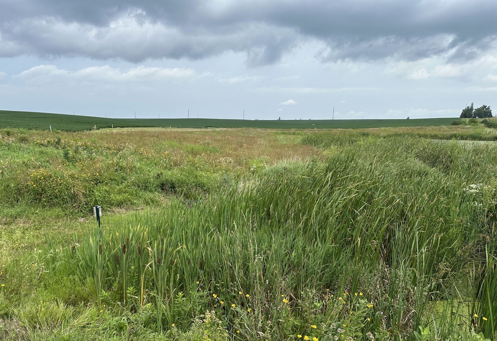 Edge of O'Connell's wetland