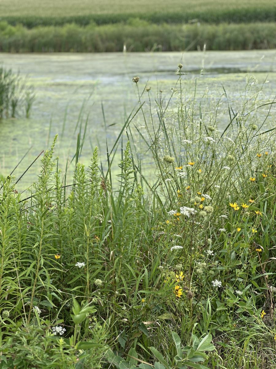 O'Connell's Wetland