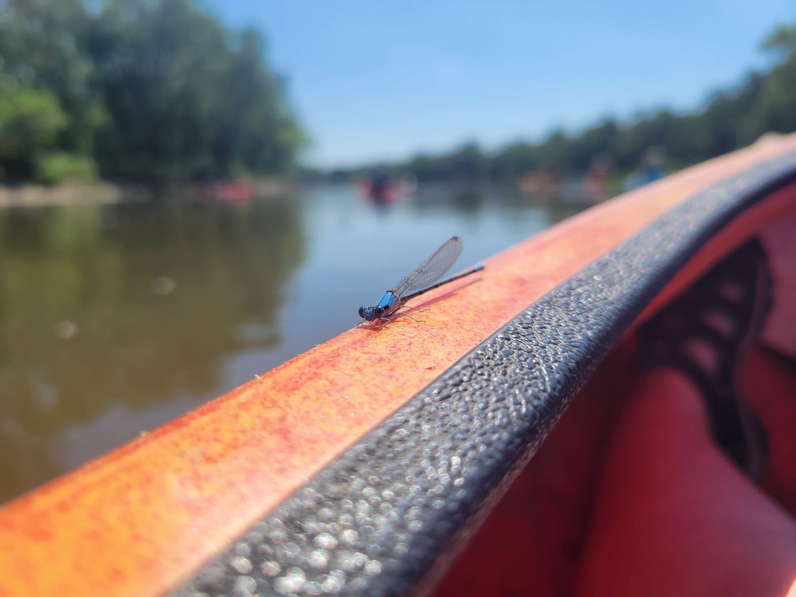 Lantern Fly Polk County Des Moines River