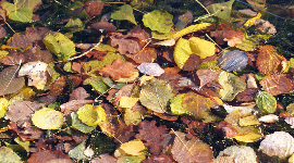 Where Personal Action Meets Policy: Yard Waste and Making a Difference Where We Can