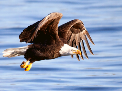 Bald Eagle flying low over water with outstretched wings